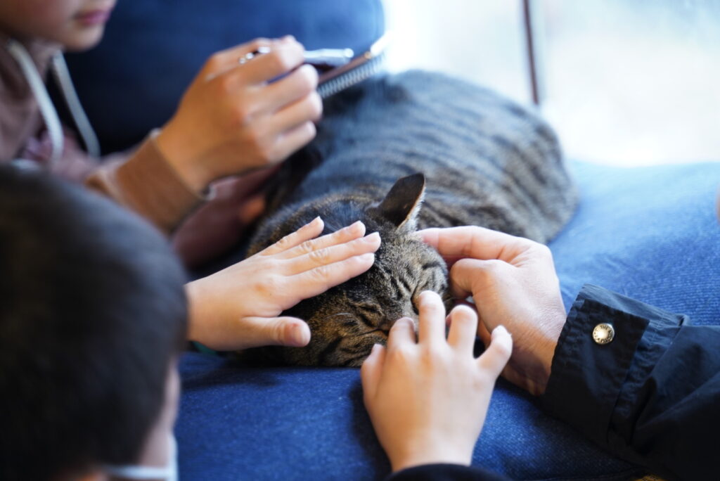 お客さんが猫を撫でてふれあっている様子
